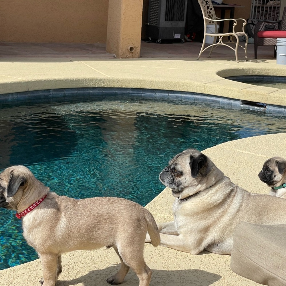 Everything Pets Posh Party coming up May 23 - Picture 2 of 2